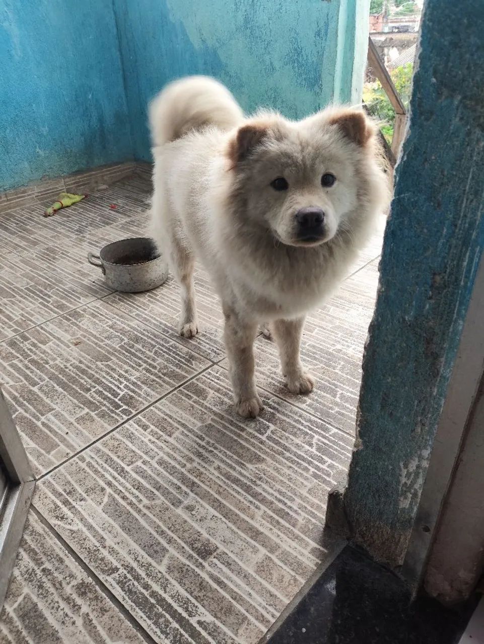 Cachorra  - Foto 2