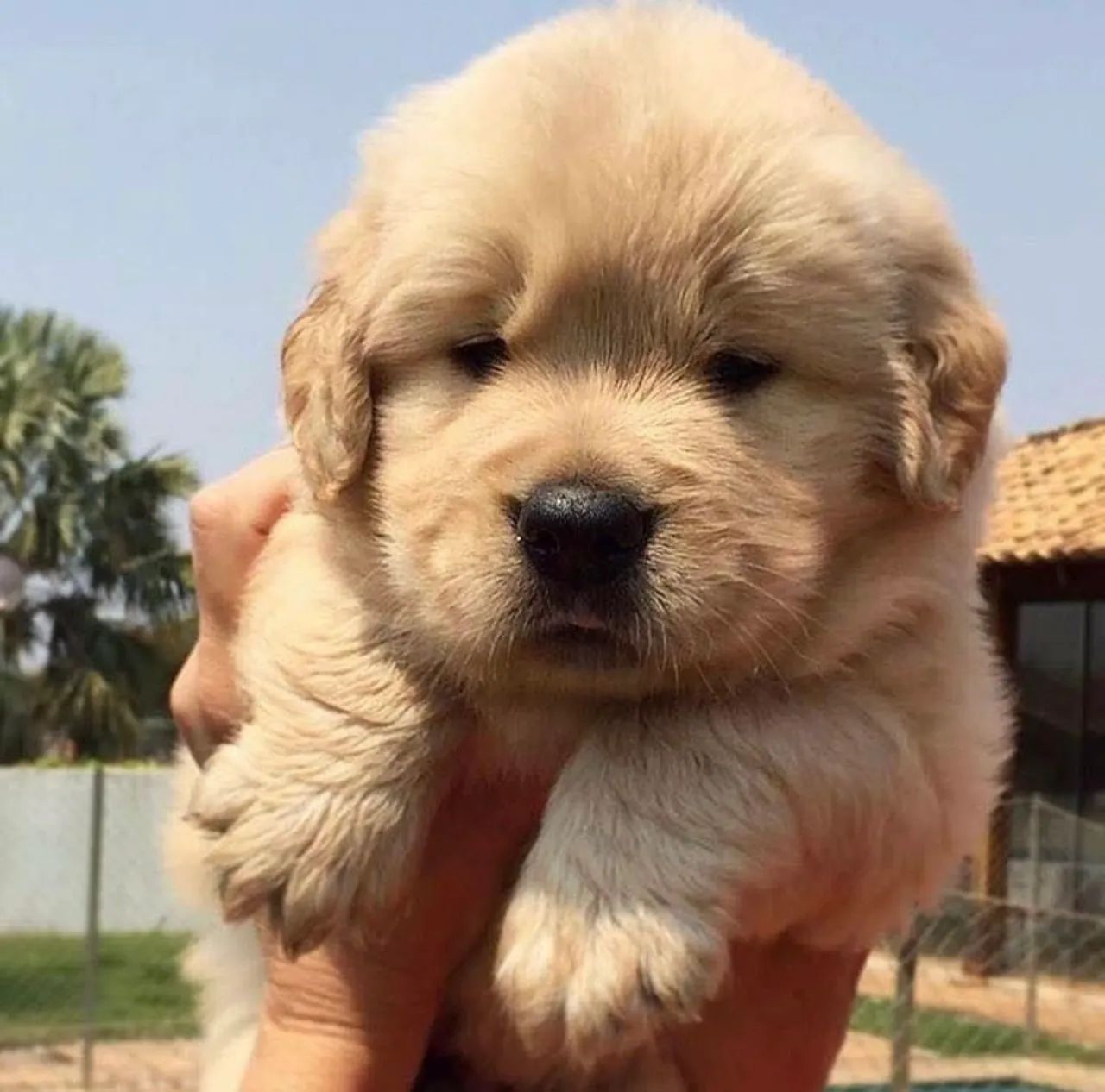 Lindos Filhotes de Golden Retriever