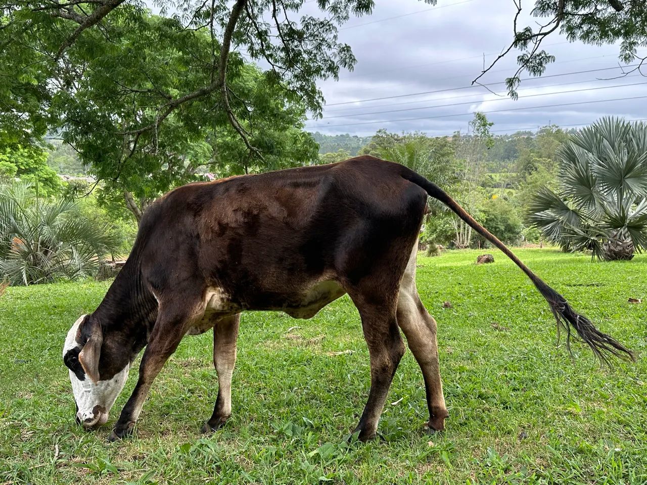 Novilha vendo ou troco por treineiros - Foto 5