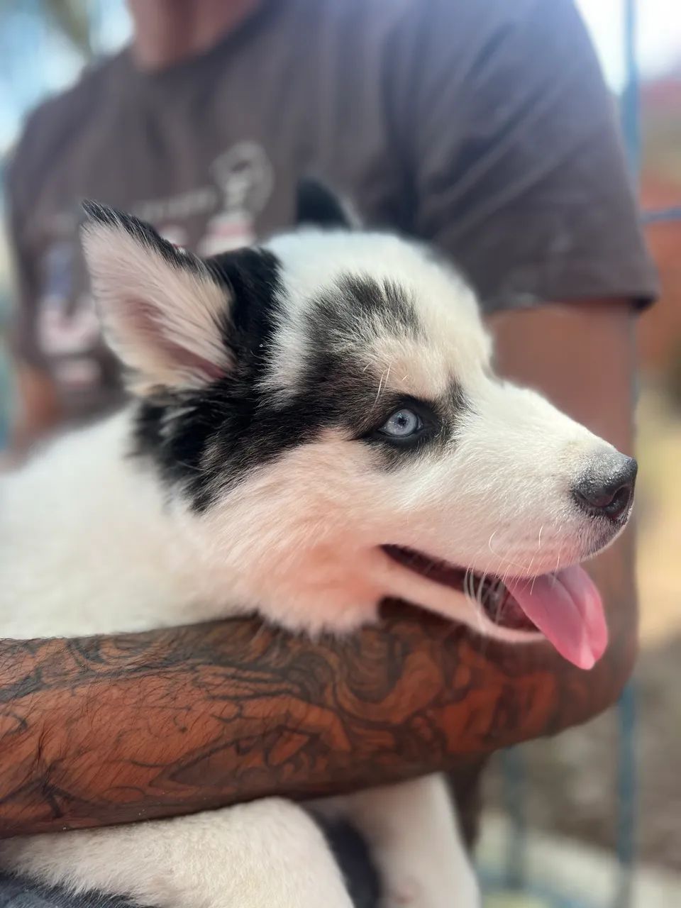 Husky siberiano  - Foto 4