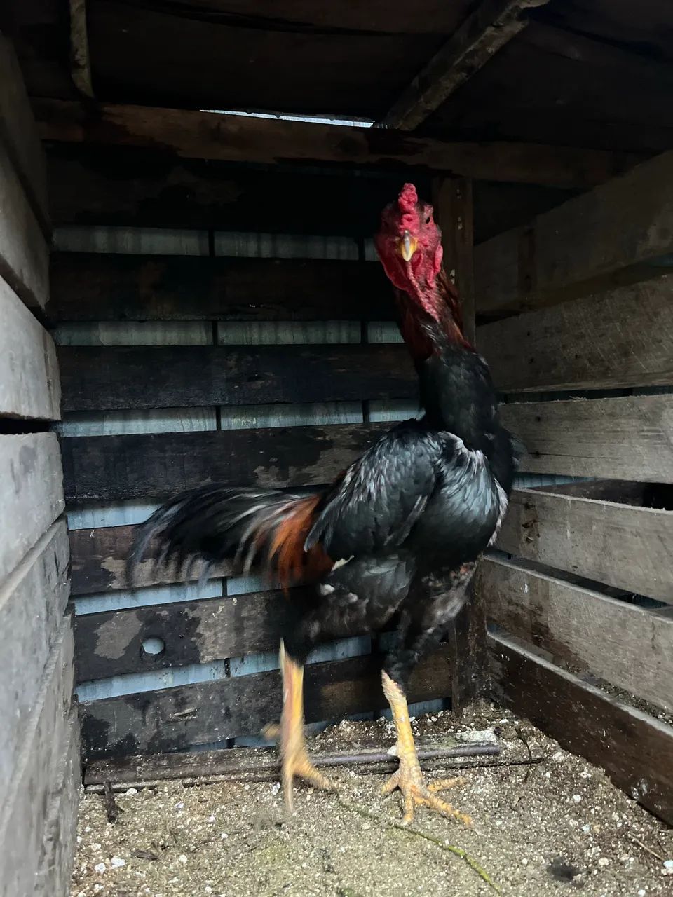 Galos