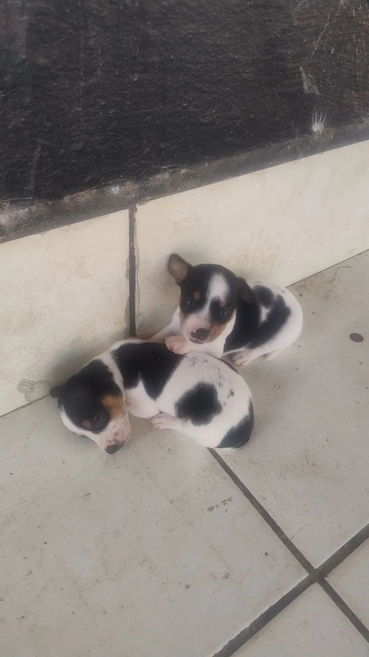 vende-se Pincher número 1 - Foto 2