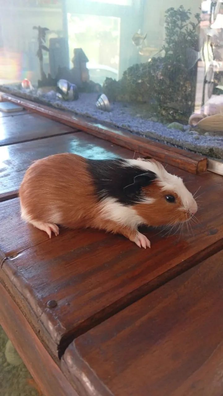 Porco da Índia - O melhor dos Pet's - Foto 5