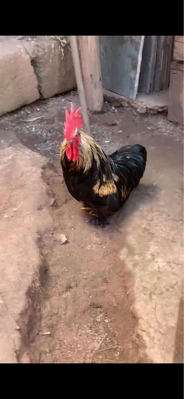 Galo mini conchim  - Foto 3