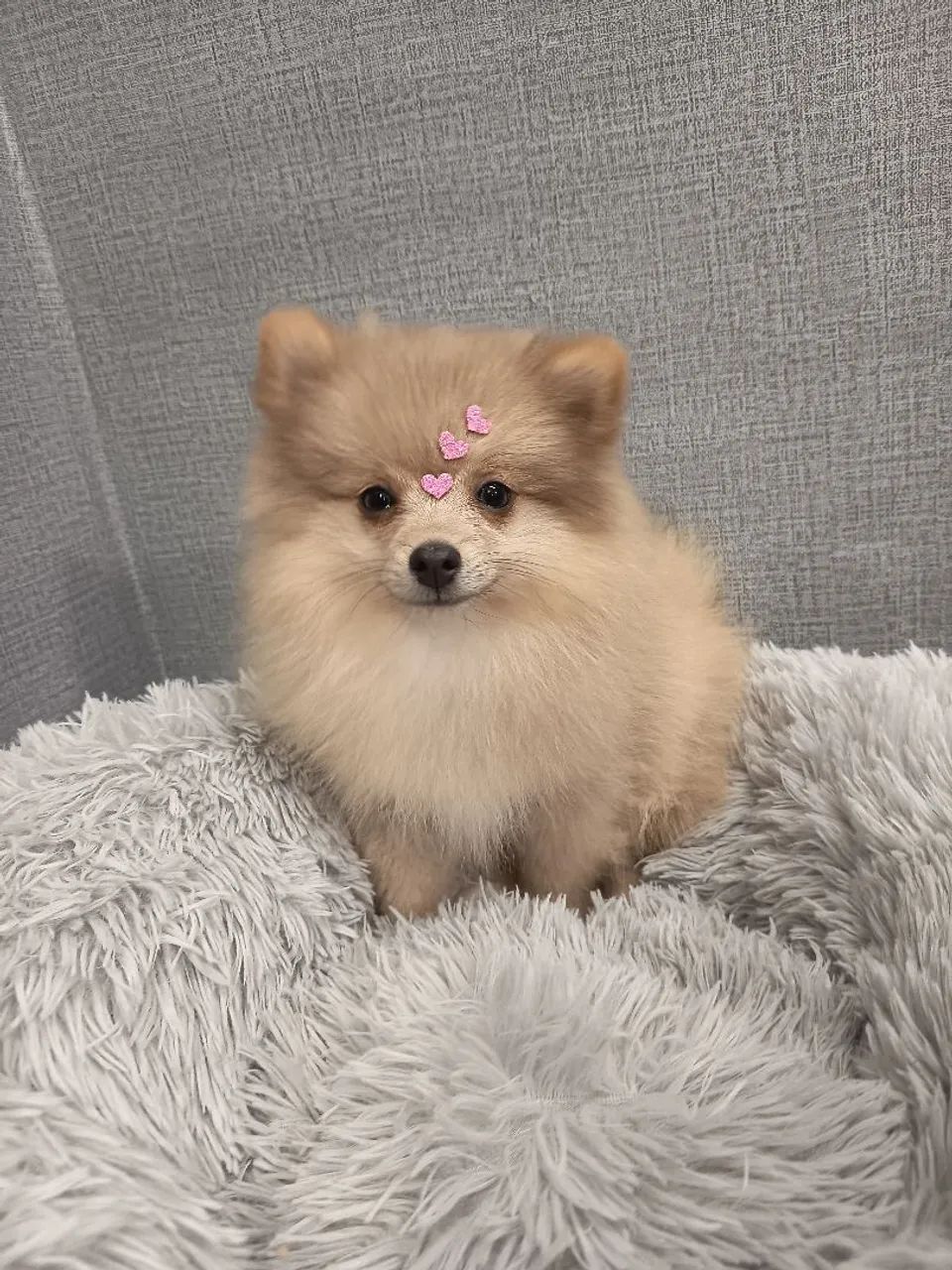 Spitz alemão fêmea - Foto 4