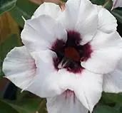 Rosa do deserto ciclope