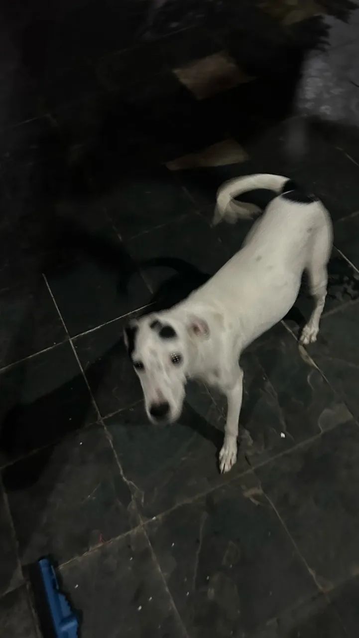 Animais - Foto 4