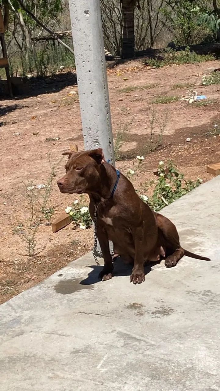 Filhotes de pitbull GG  - Foto 2
