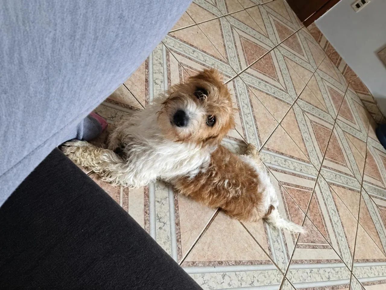 Doação Cachorro de 8 Meses - Foto 3