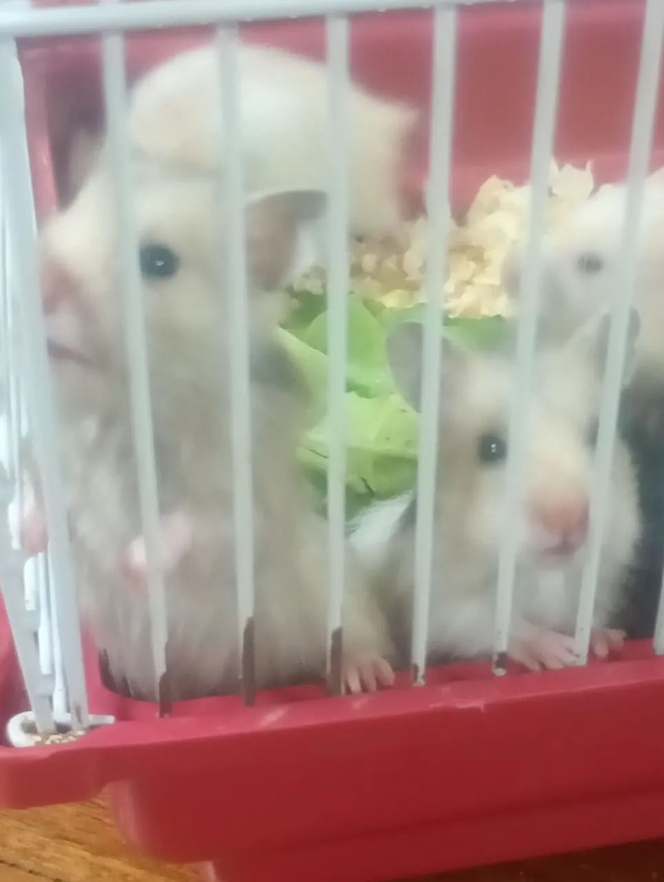 Hamster Sírio  - Foto 3