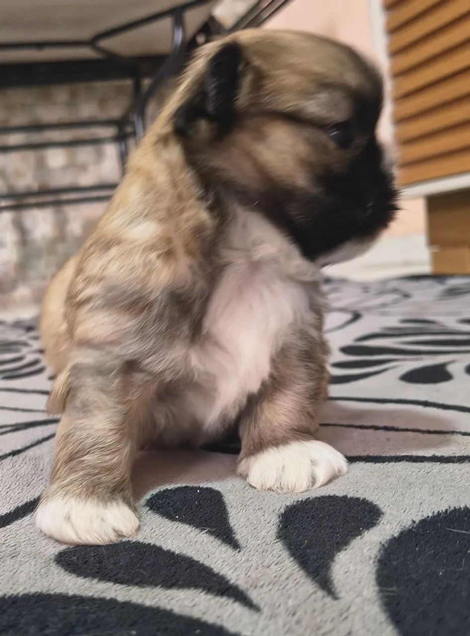 Shitzu macho com 1 meses e meio, lindo e muito esperto  - Foto 2