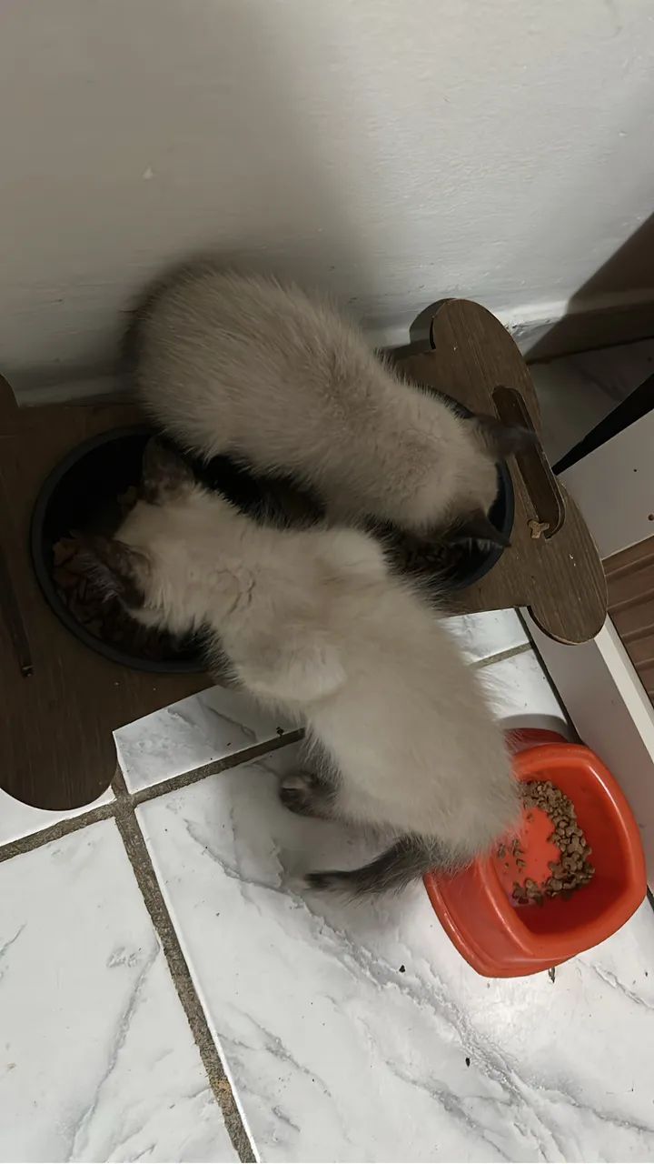 Gatinho - Foto 3
