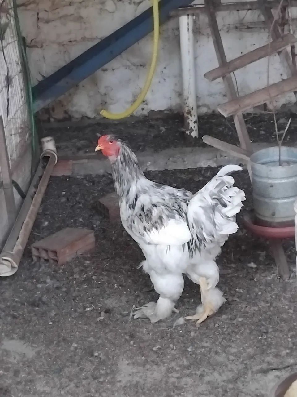 Vende-se um frango ornamental - Foto 2