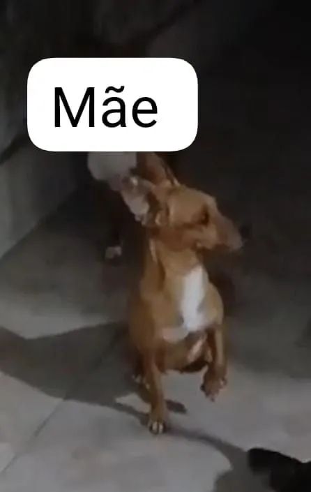 Cachorro pintsher macho - Foto 2