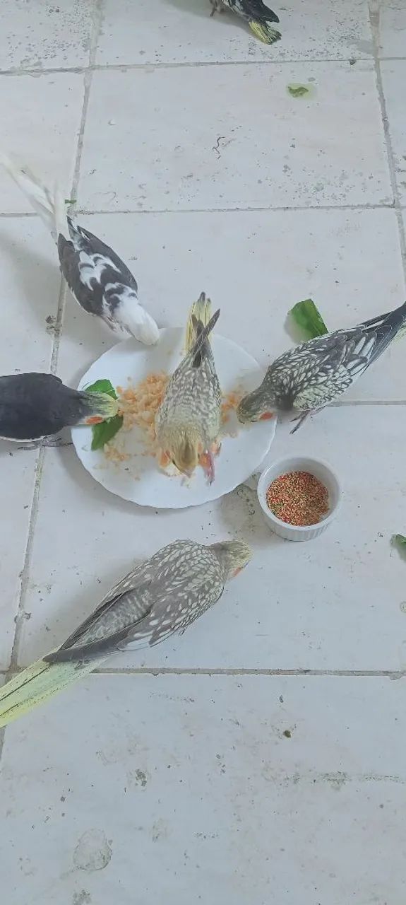 Ração para calopsitas 