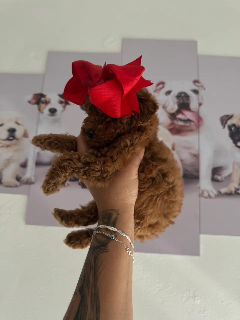 Poodle Toy corzinha red  - Foto 2