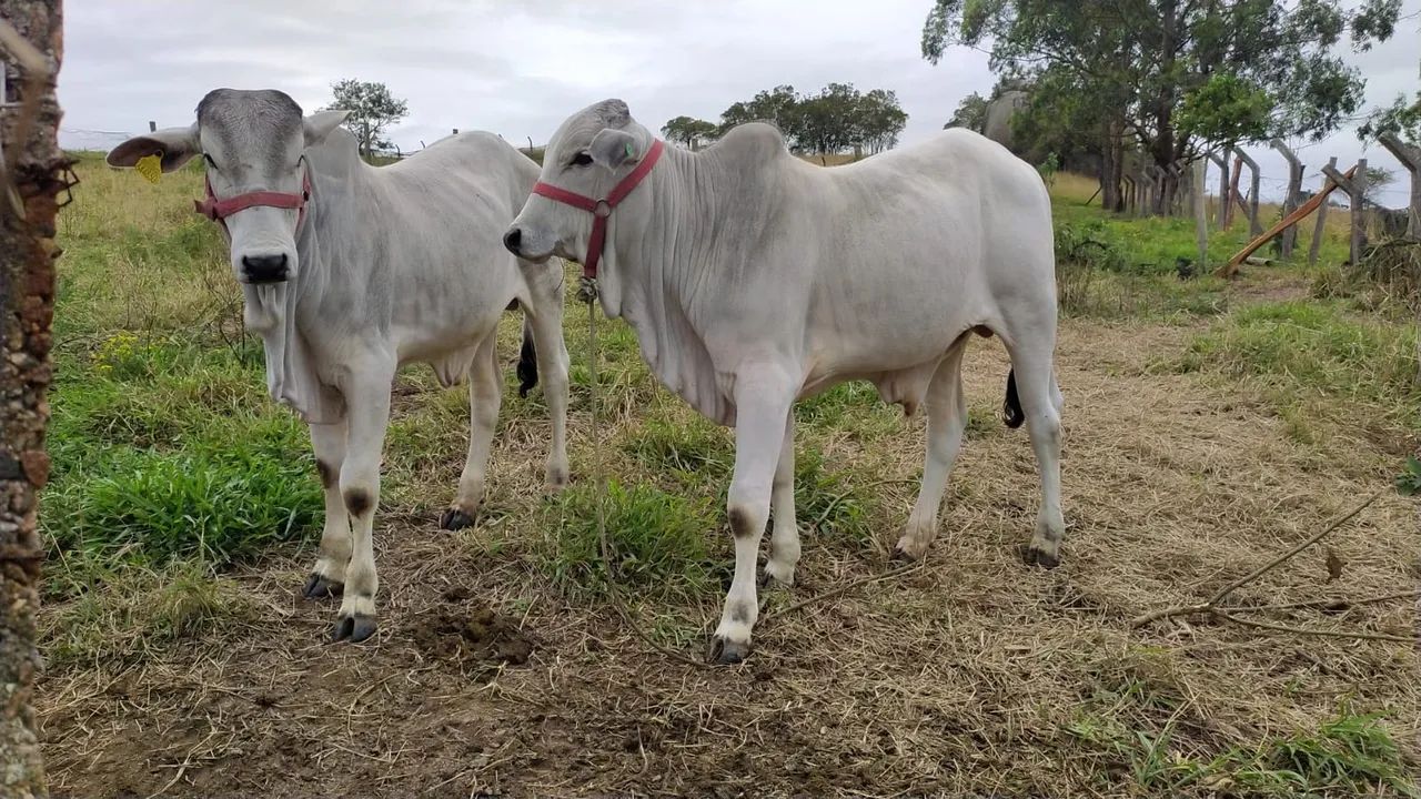 Vendo 2 bois - Foto 3
