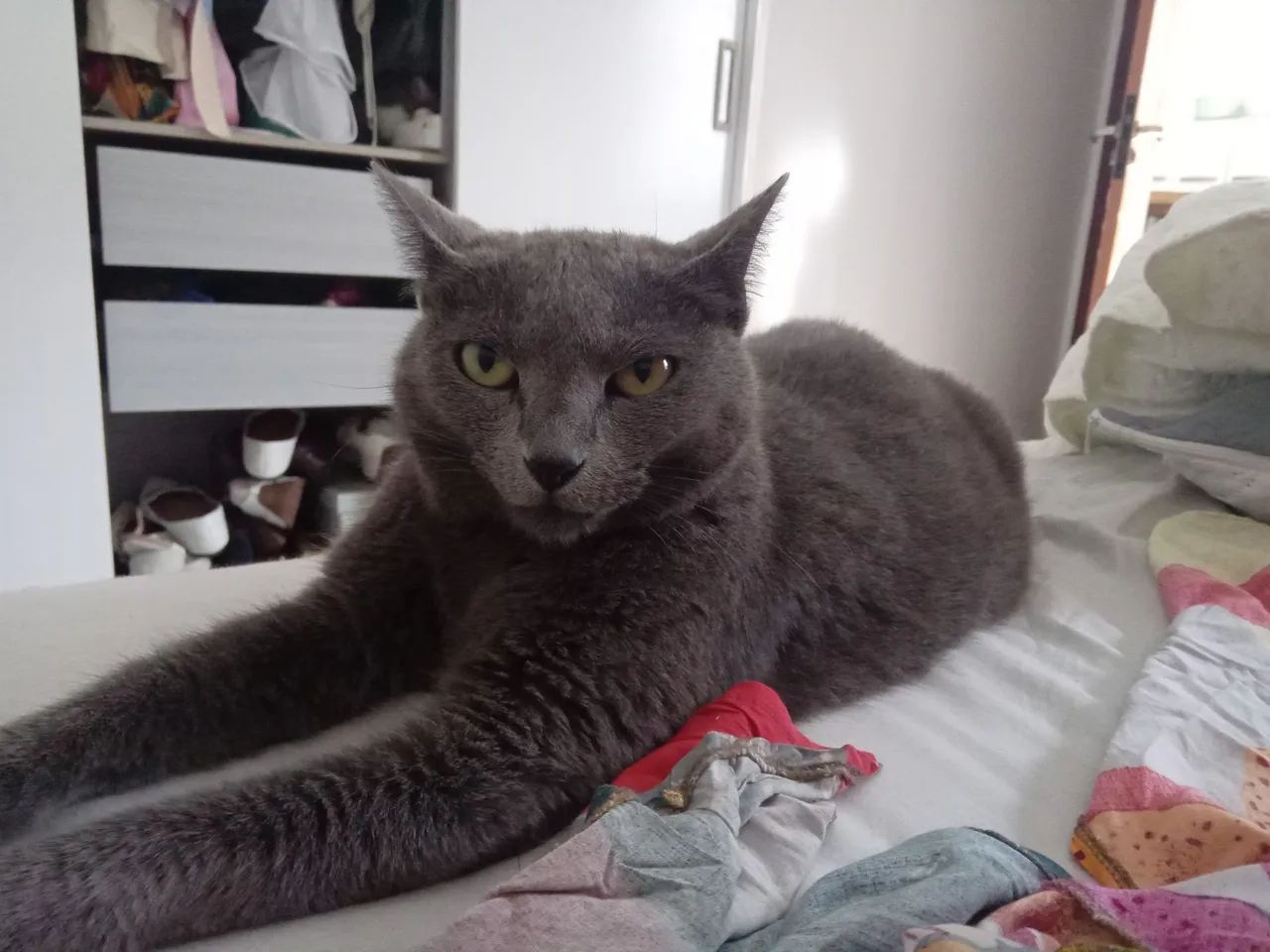 Gata castrada docil adocao - Foto 2