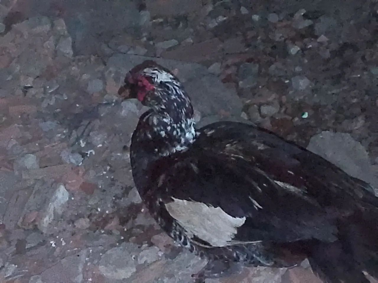 Patos - Foto 5