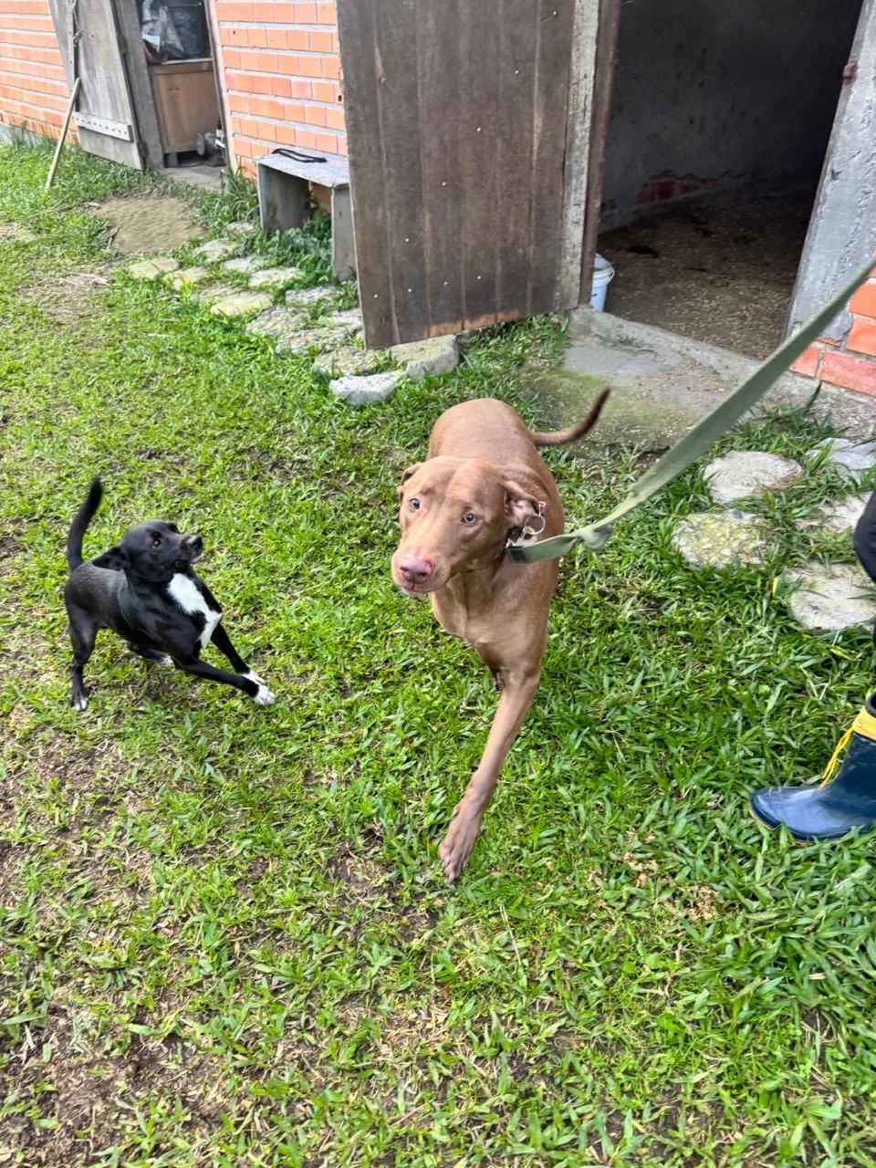 Doou cachorro weimaraner macho castrado super dócil !