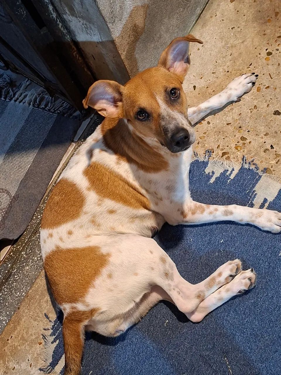 Doação responsável de cachorra - Foto 2