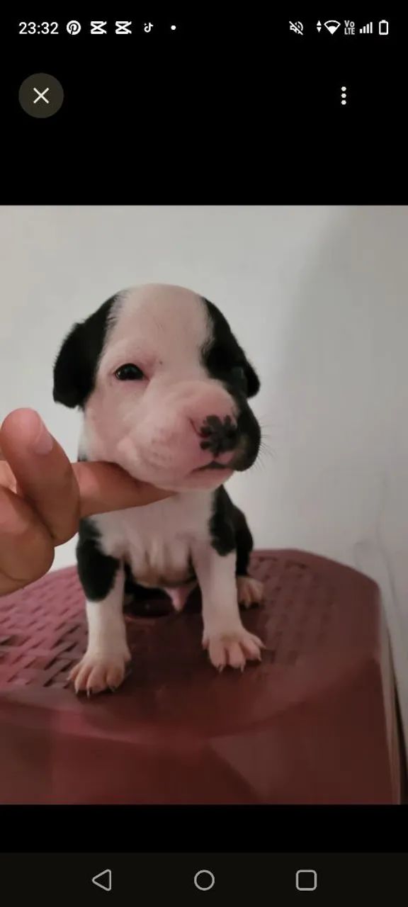 Cachorro Pitbull  - Foto 5