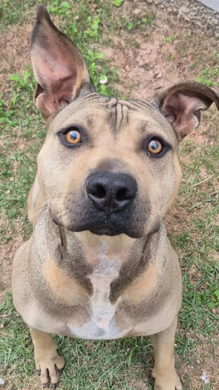 Âmbar, pitbull 1 ano e meio. Damos ajuda de custo