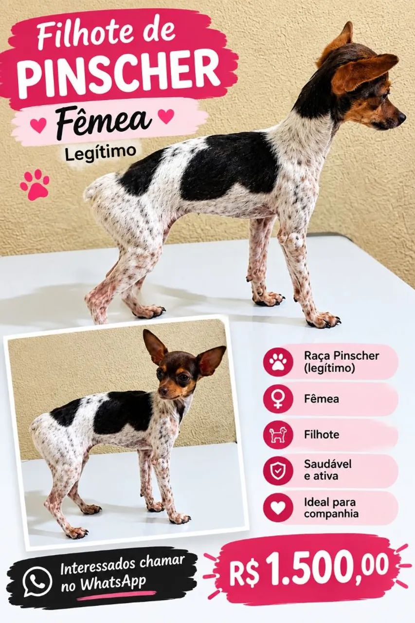 Pinscher fêmea legítimo 