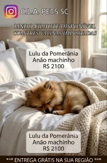 Lulu anão  - Foto 4