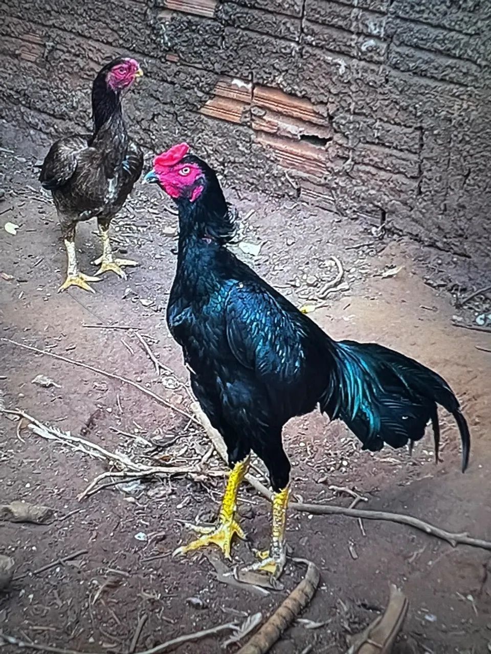 Frango índio  - Foto 2