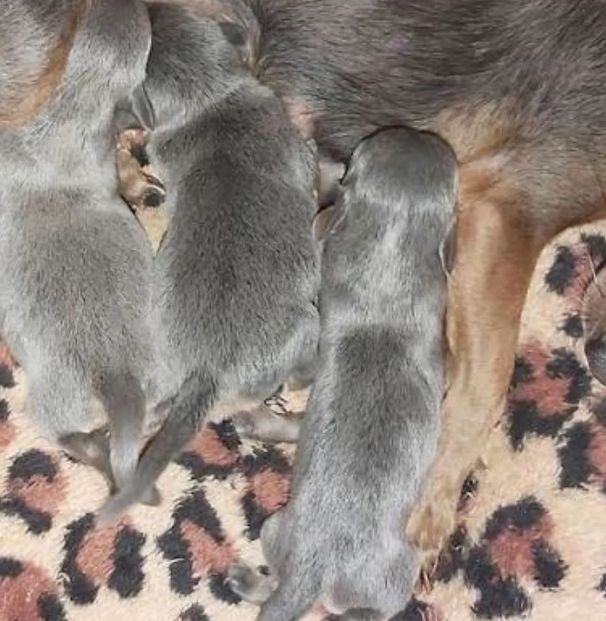 Pinscher é óticos - Foto 3