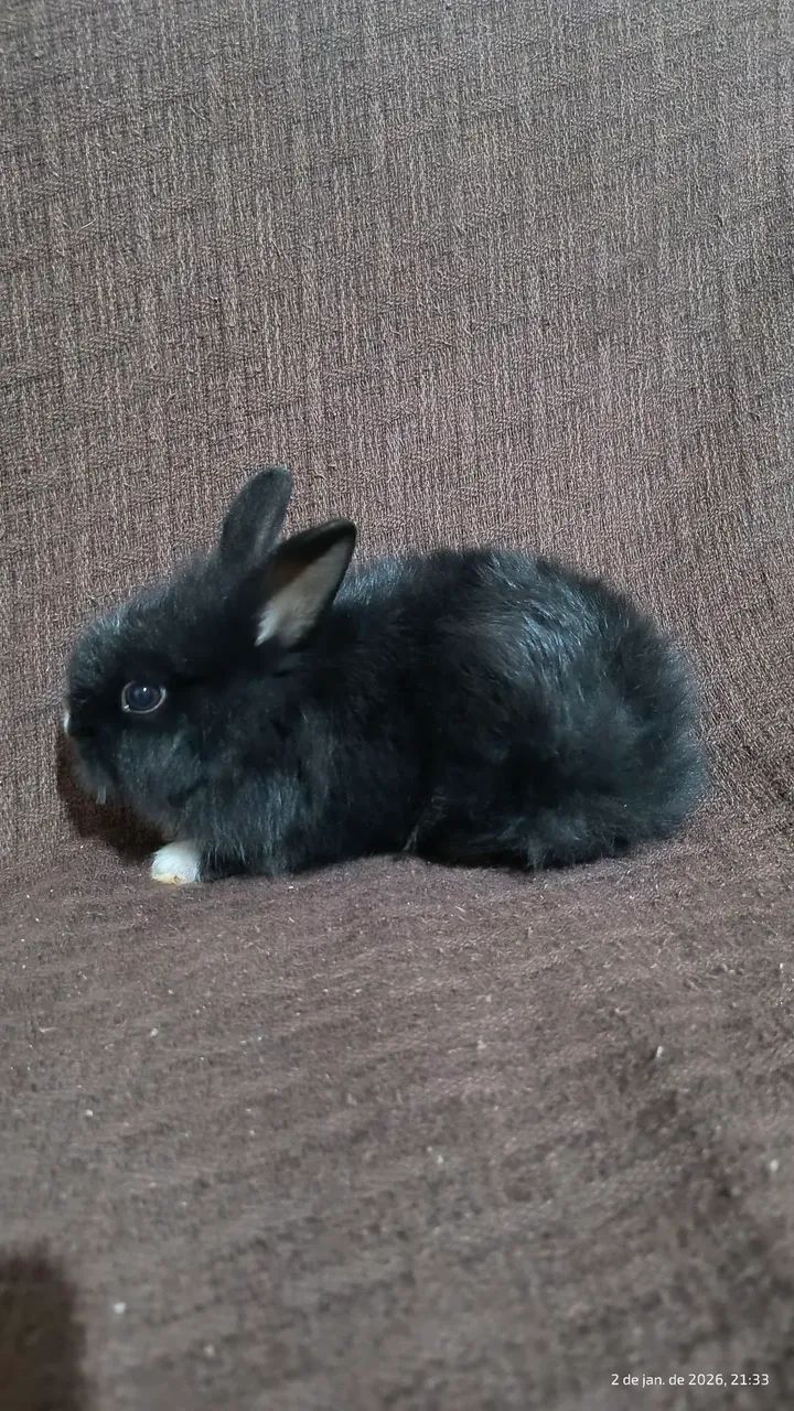 Coelho filhote  - Foto 2