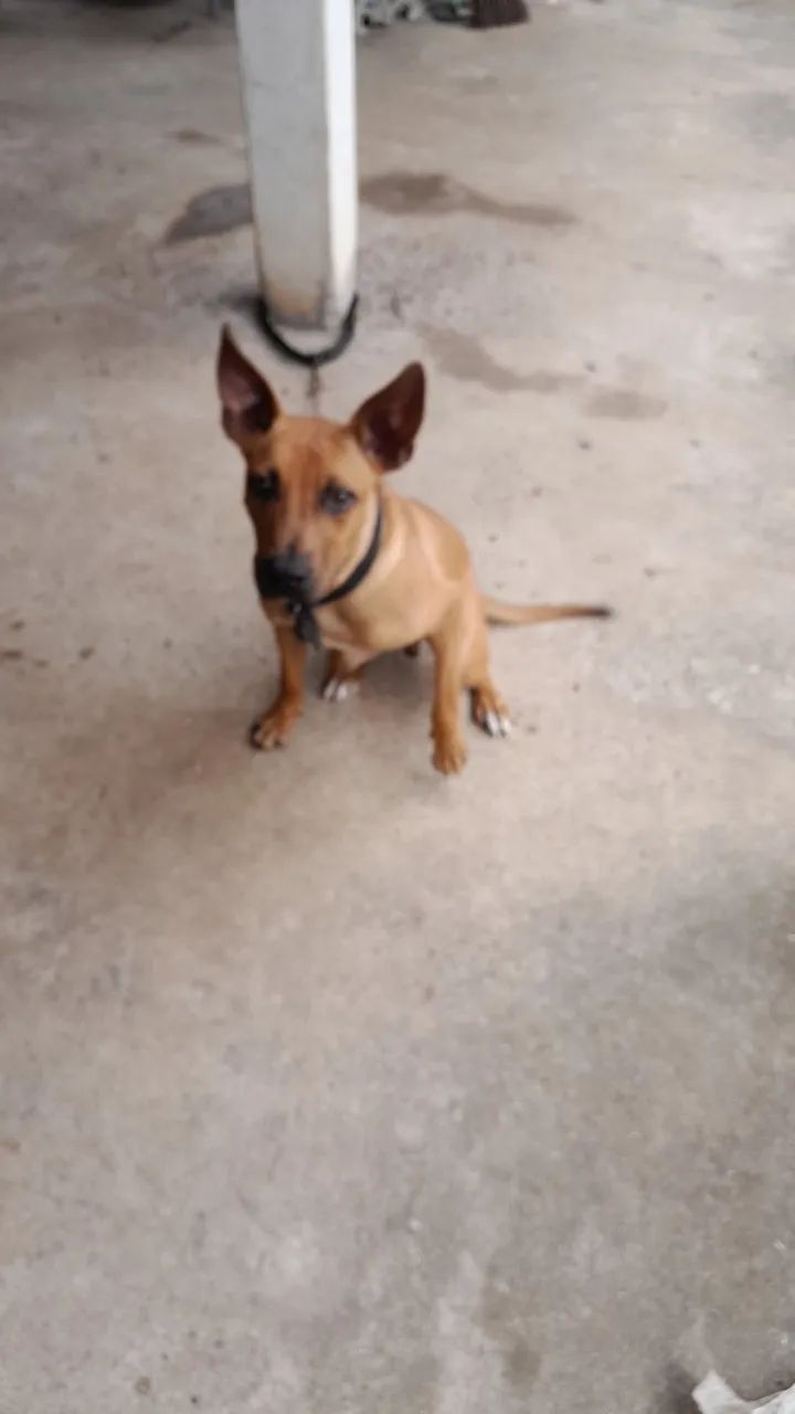 Animal de estimação  - Foto 2