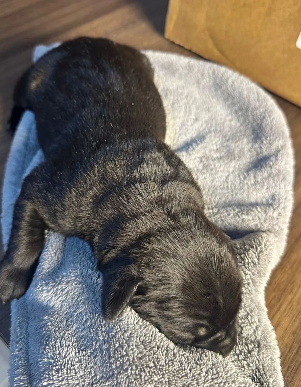 Filhote de cane corso  - Foto 2
