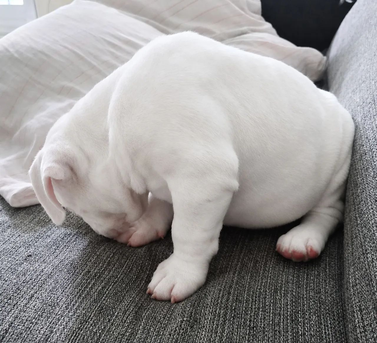 AMERICAN BULLY MACHO POCKET  - Foto 5