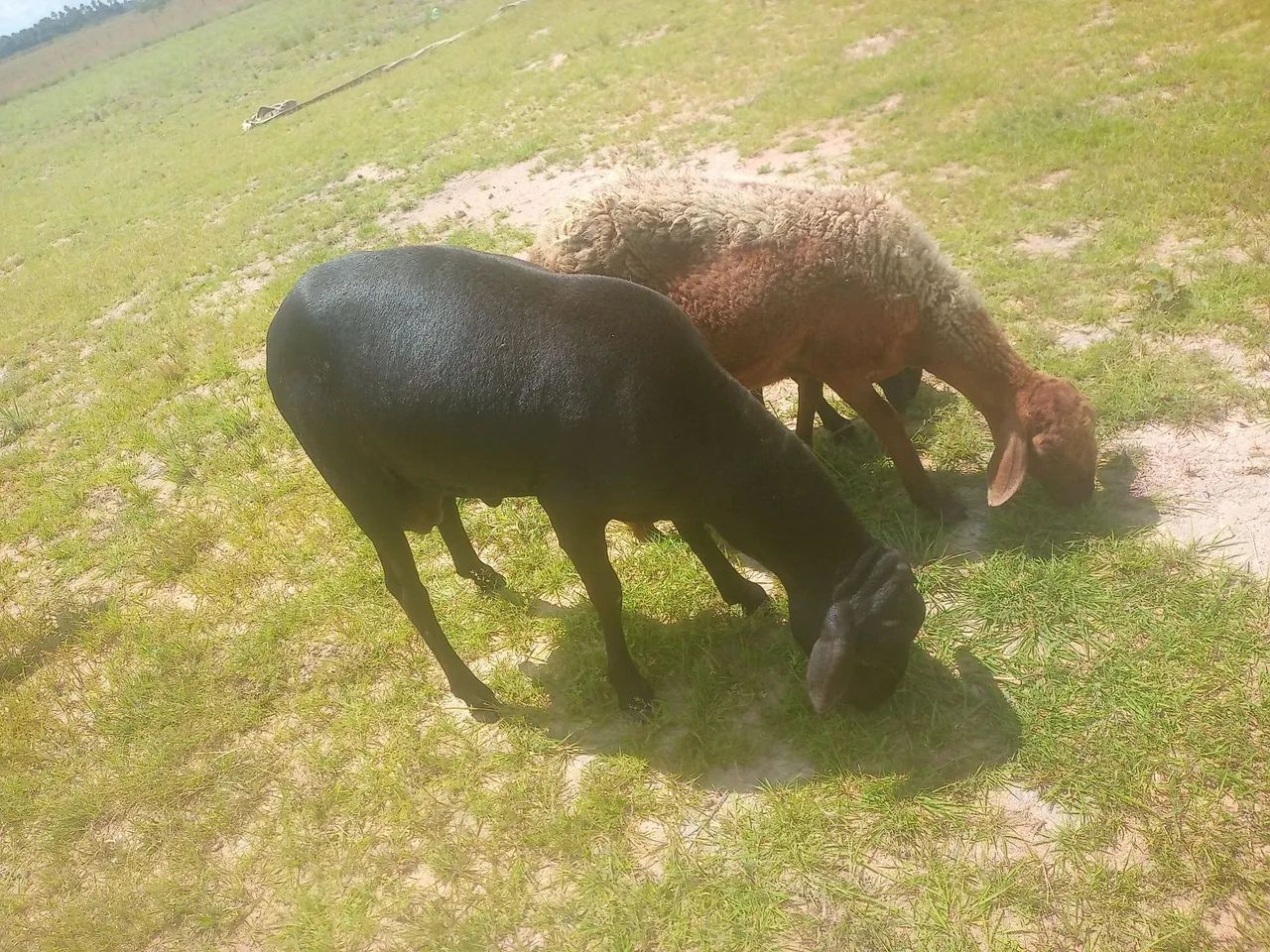 Carneiro  - Foto 3