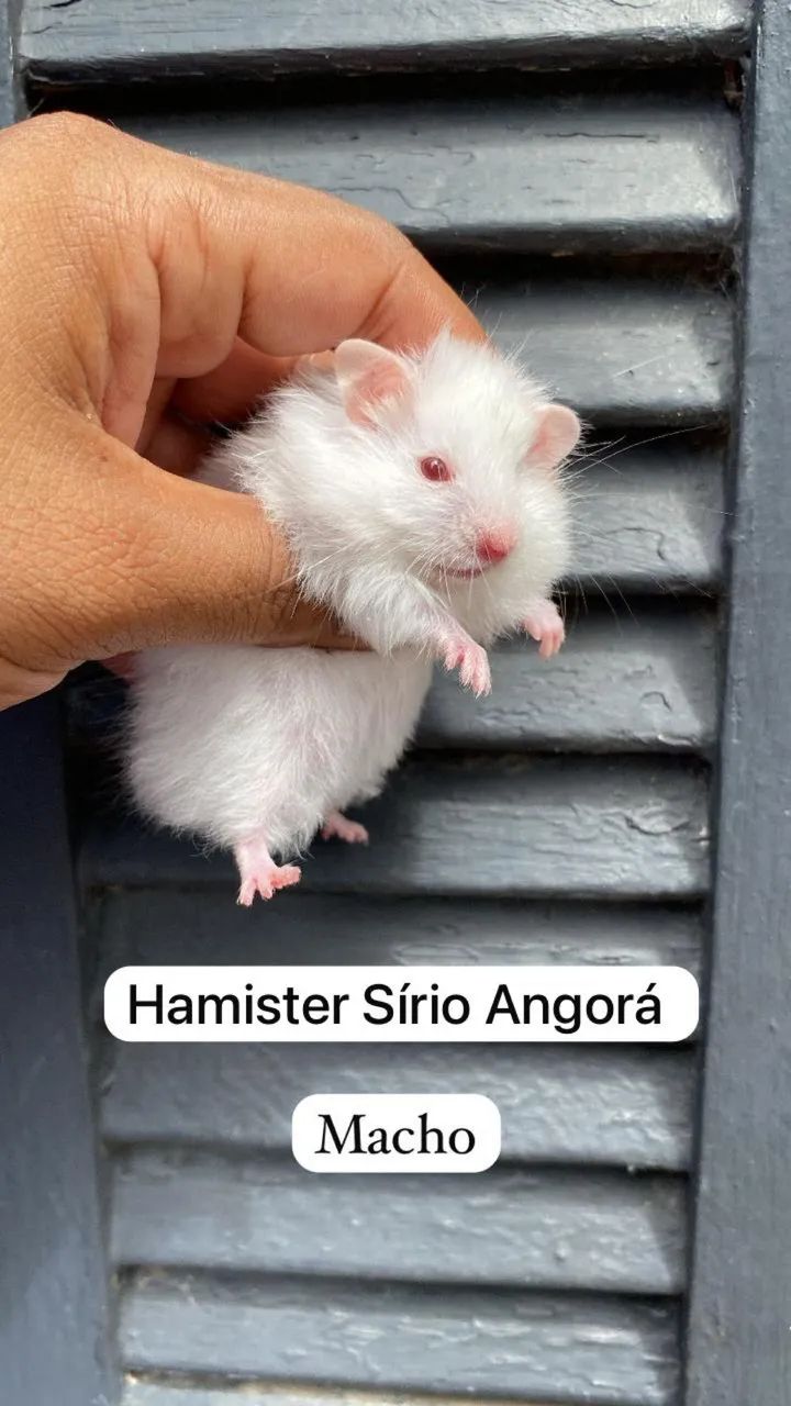 Hamister Sírio Angorá  - Foto 4