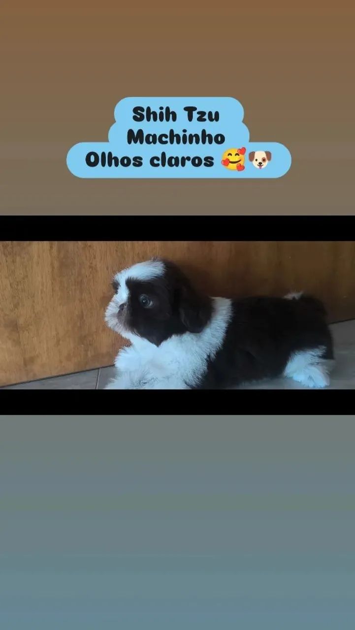 Shih Tzu macho  - Foto 2