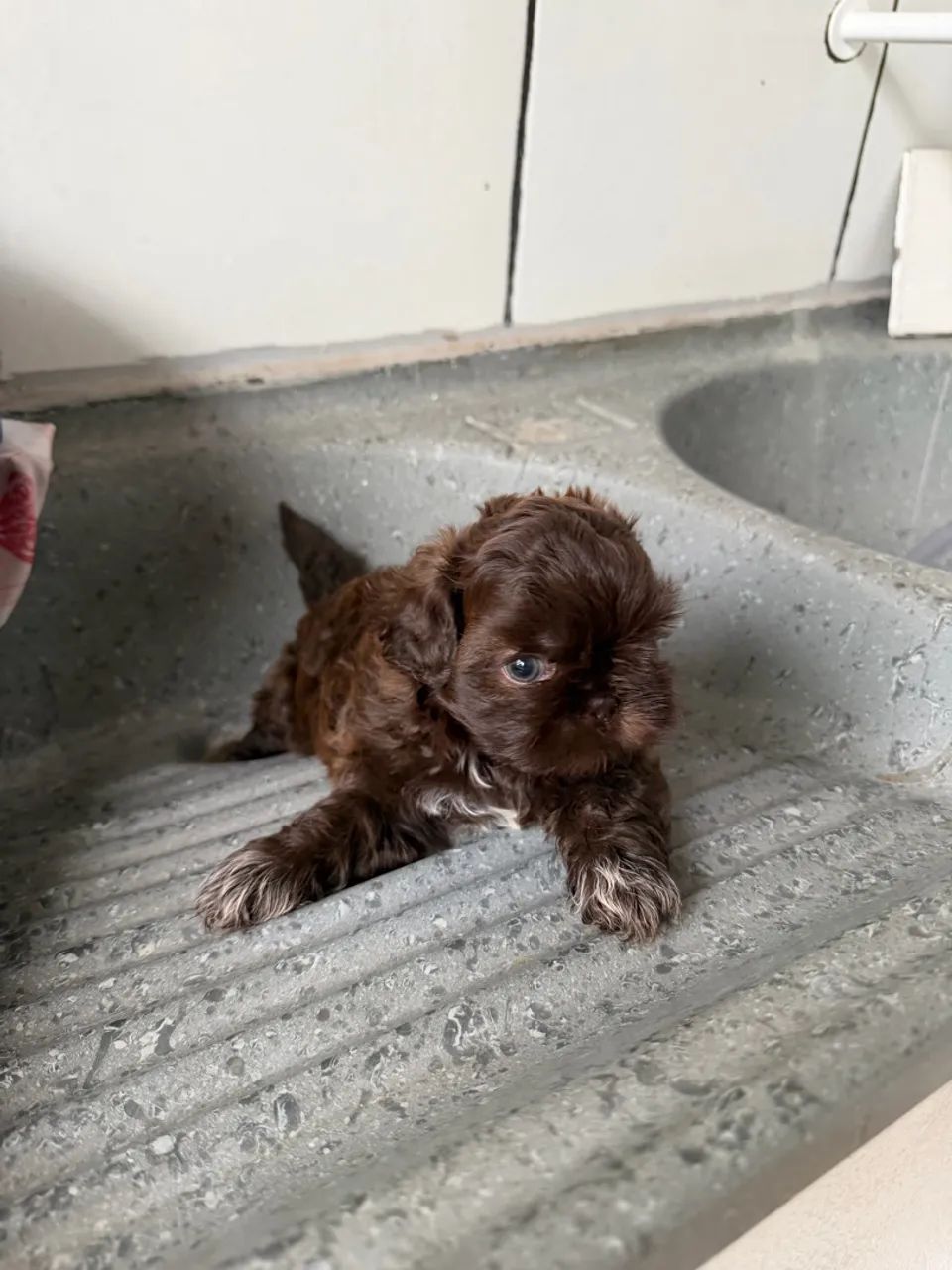 vendo shitzu chocolate mini macho 