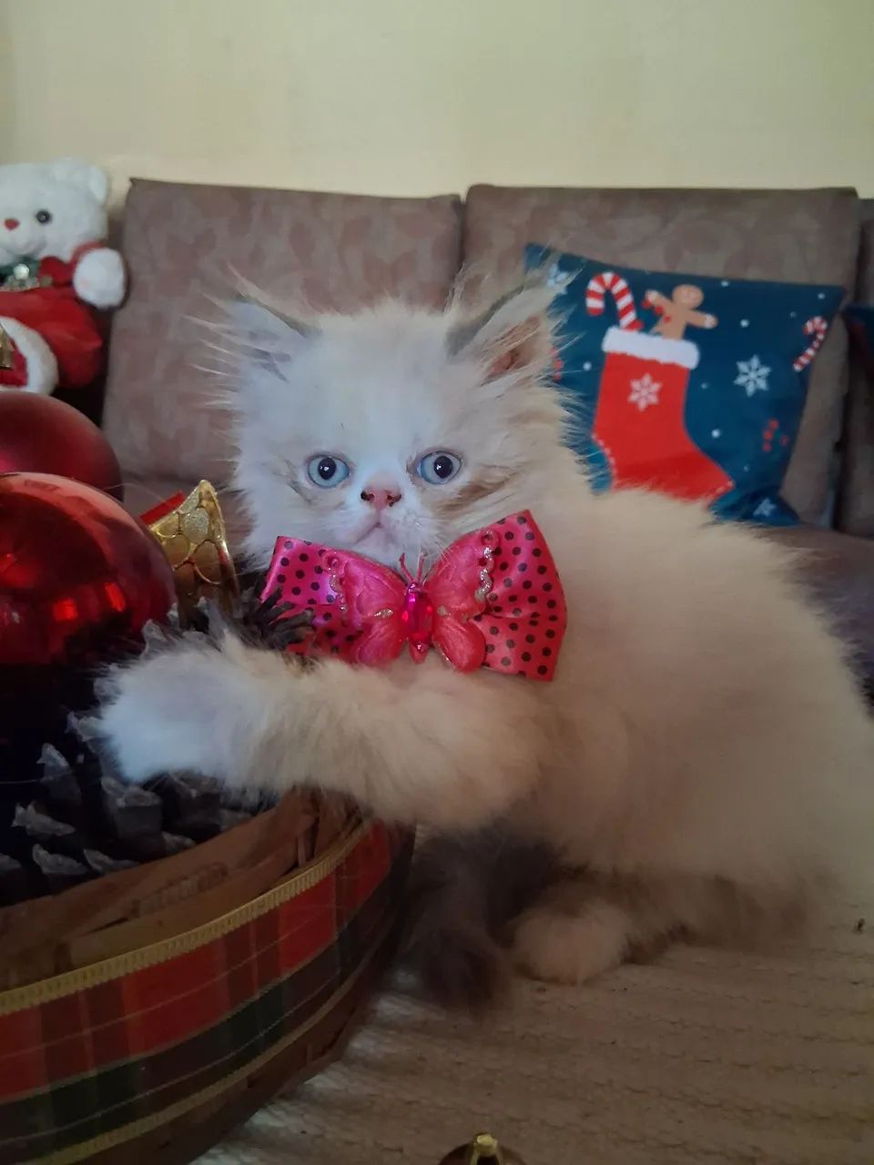 Princesinha Persa Himalaia,  olhões azuis