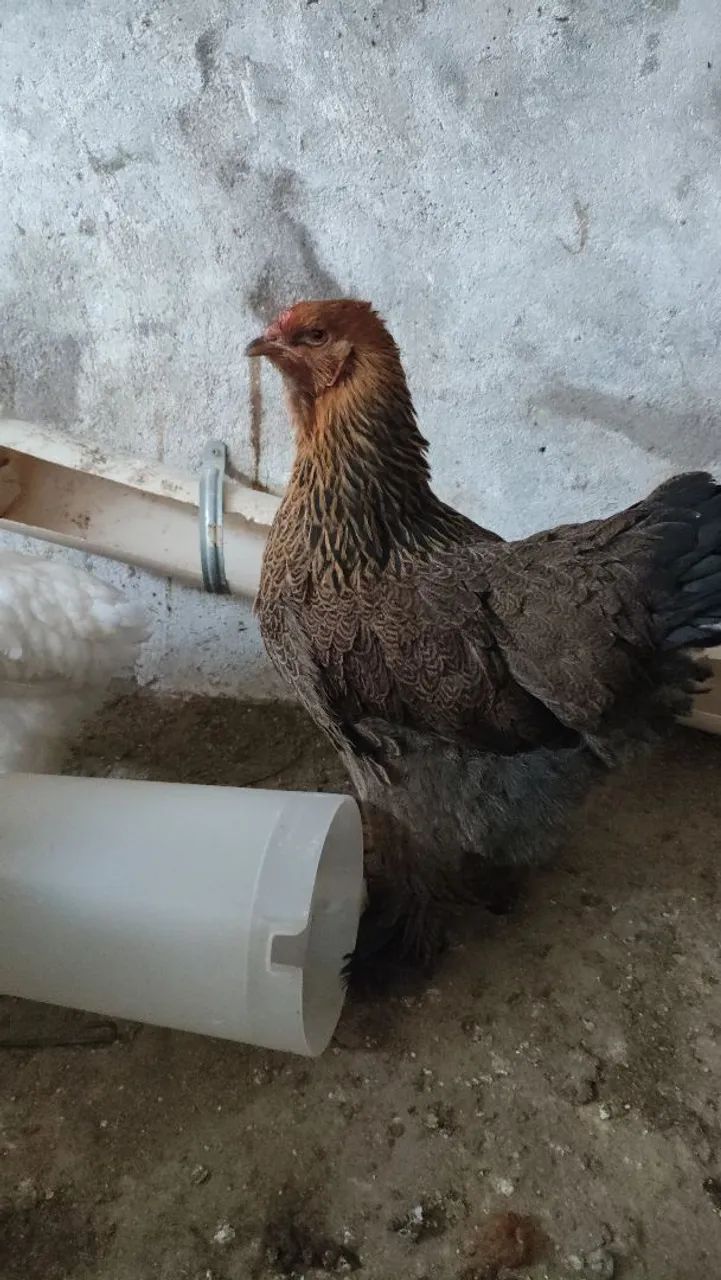 Galos e galinhas brahma - Foto 2