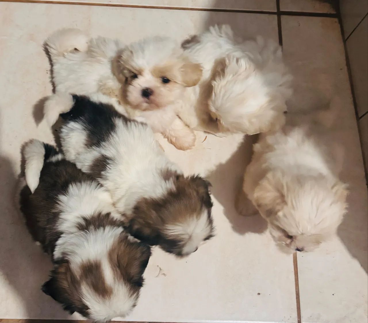 Lhasa Apso