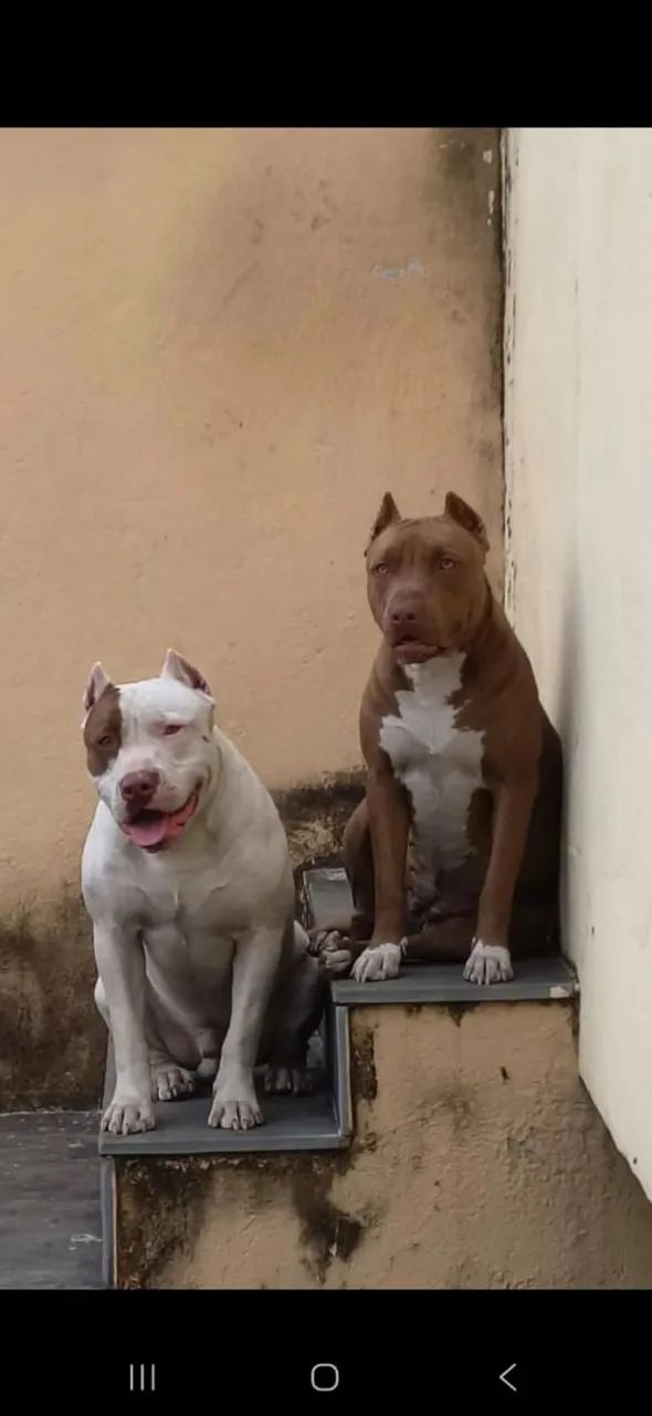 Pitbull RedNose legítimo 