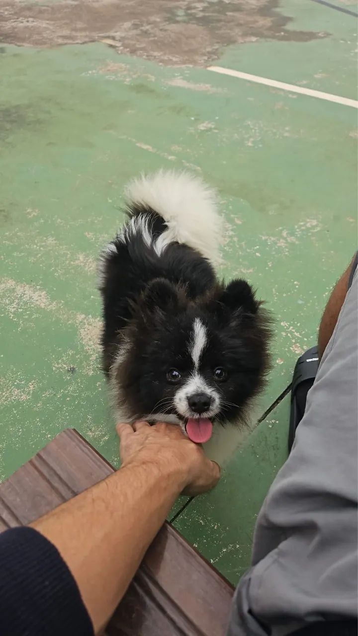 Spitz Alemão Macho - Foto 3
