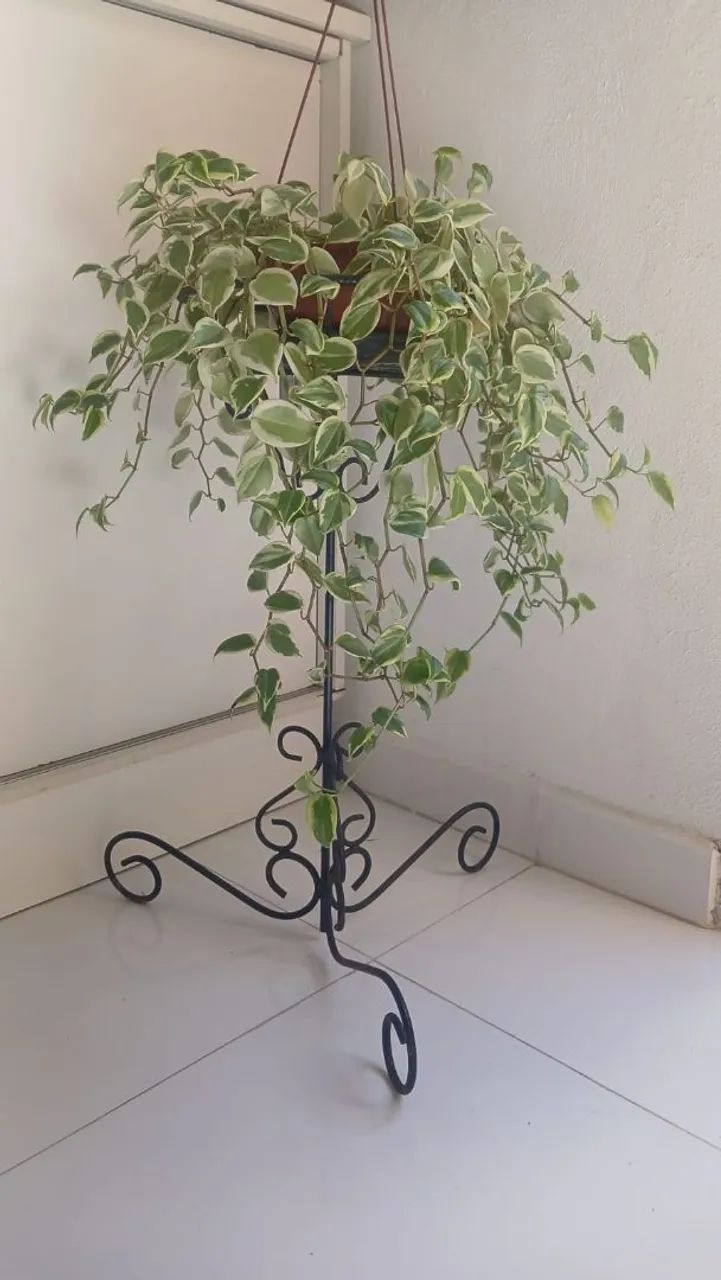 Tripé colonial 70cm - Foto 2