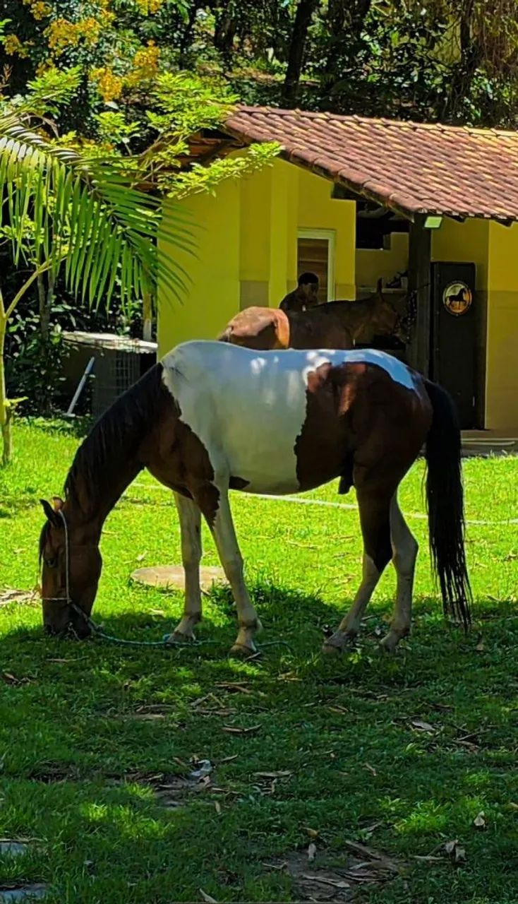 Cavalo Pampa de Castanho Mangalarga - Foto 3