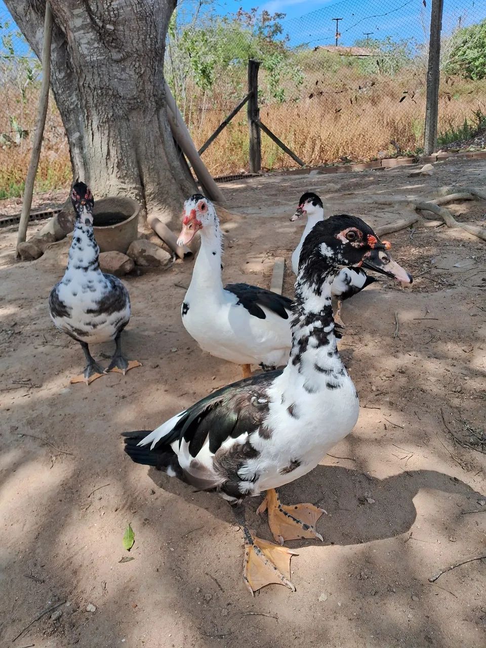 Patos 