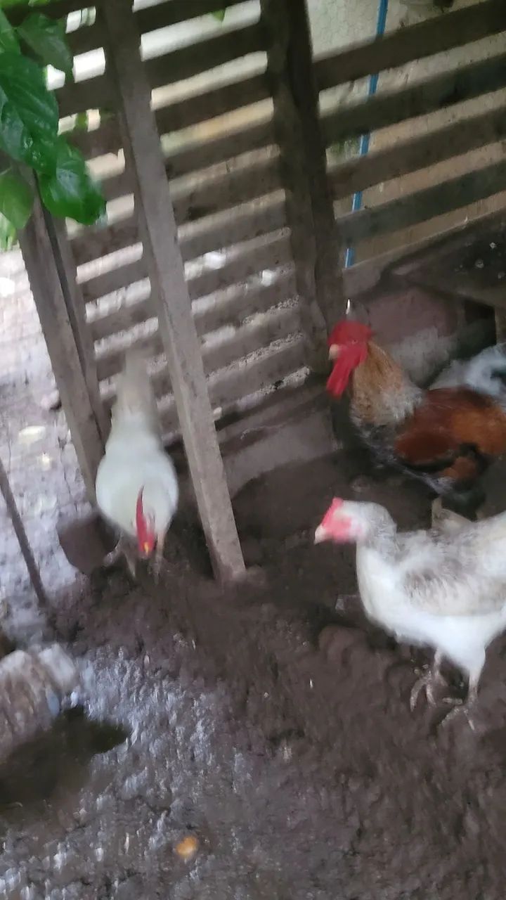 Vendo galos