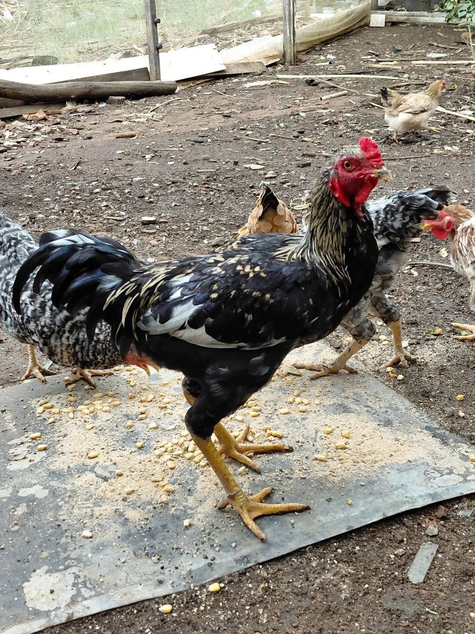 Venda de galos caipiras pra reprodução.  - Foto 4