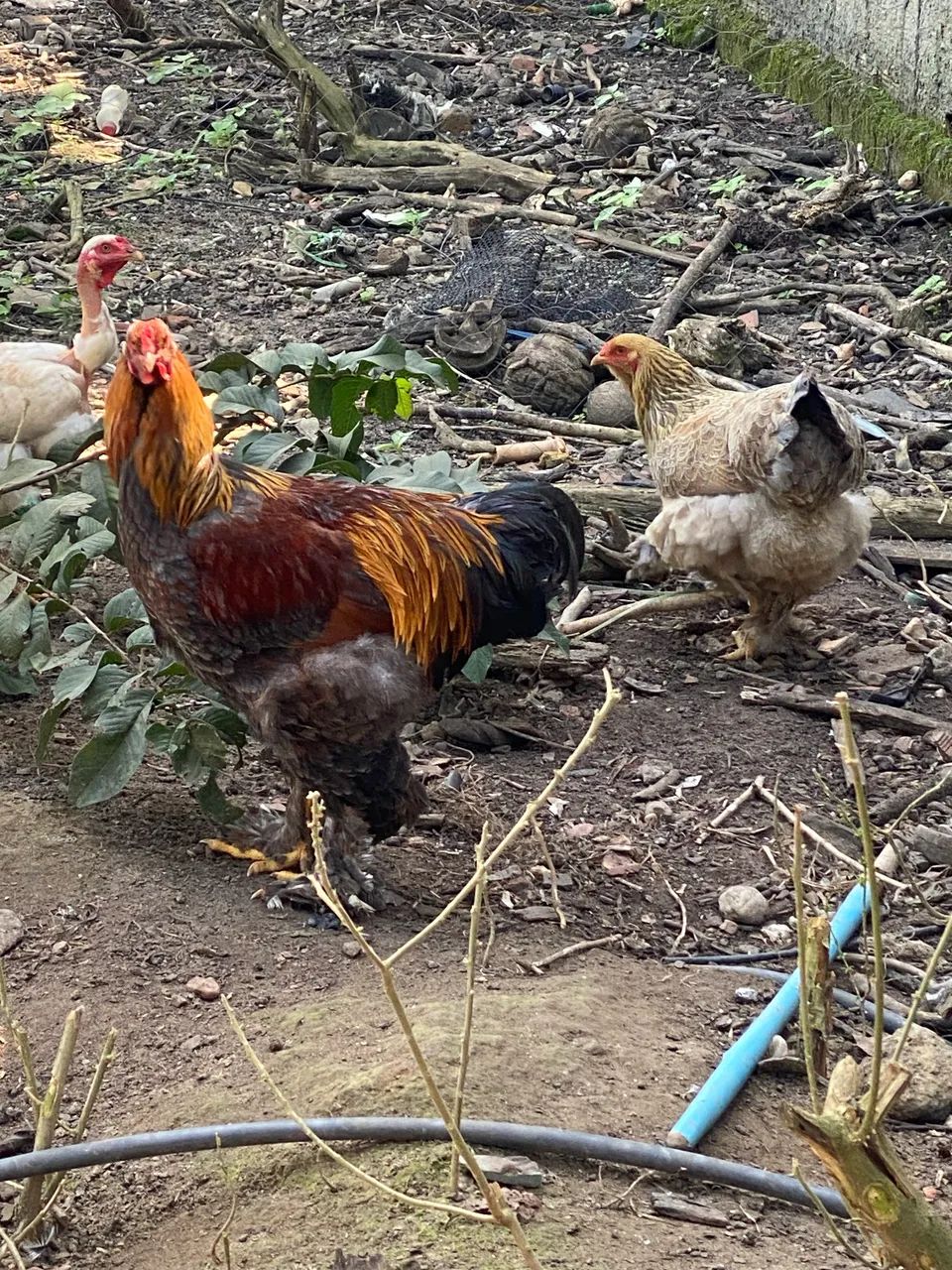 Casal de Brahma Perdiz Azul - Foto 3